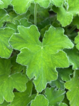 Pelargonium Peppermint